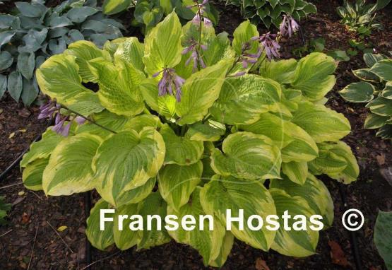 Hosta Wave Runner